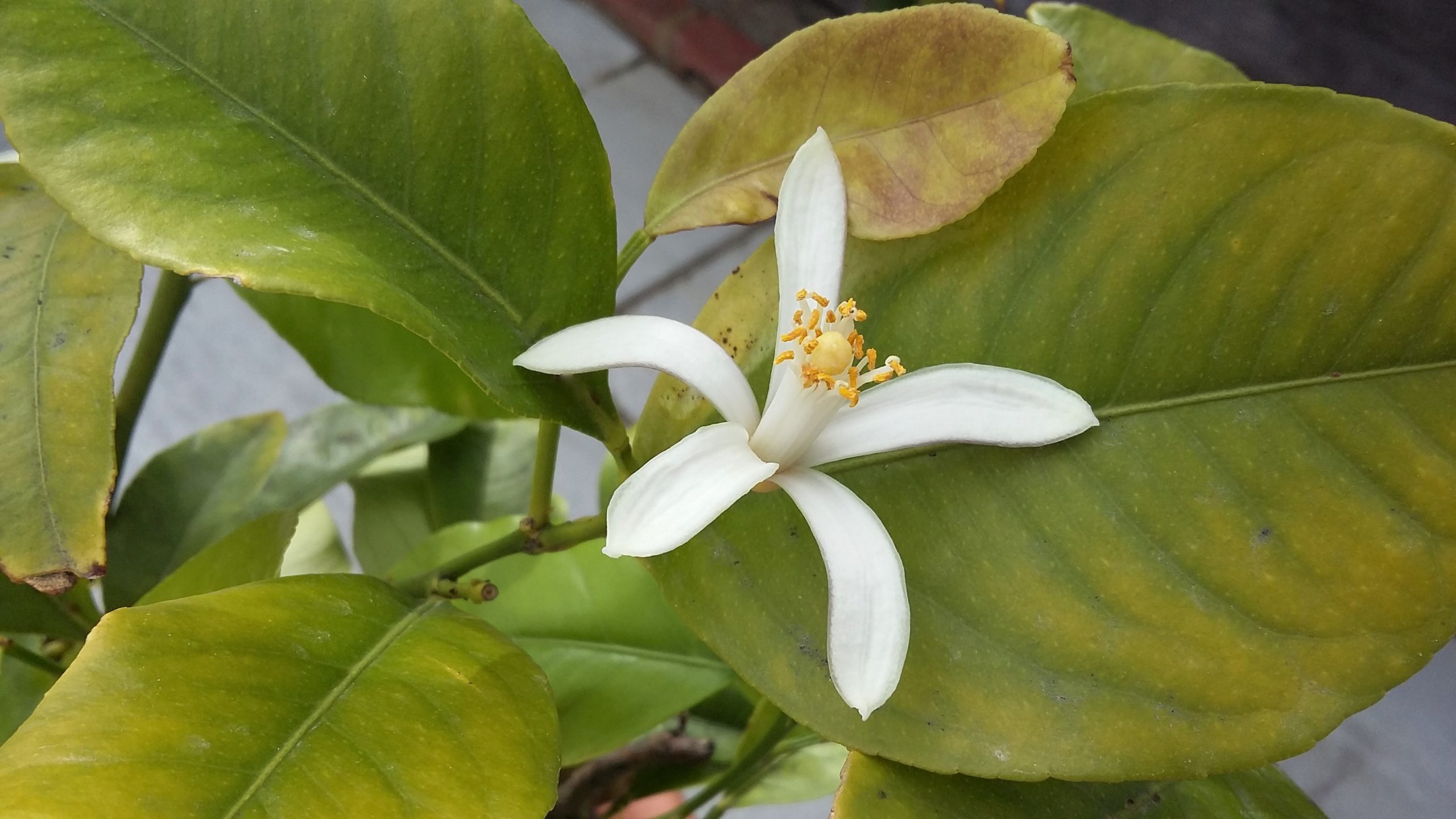 Lemon Blossom_fiore di limone